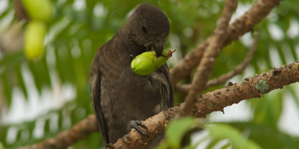 pappagallo-seychelles