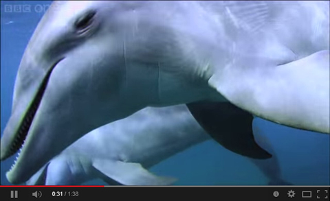 Dolphins purposely 'getting high' on pufferfish