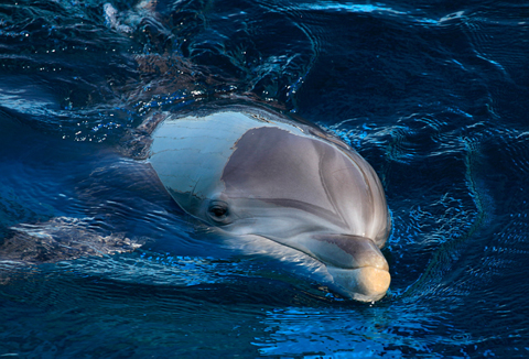 Tursiope, Tursiops truncatus, all'Acquario di Genova