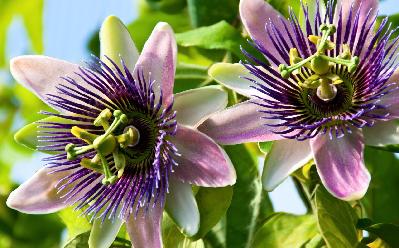 Risultati immagini per passiflora