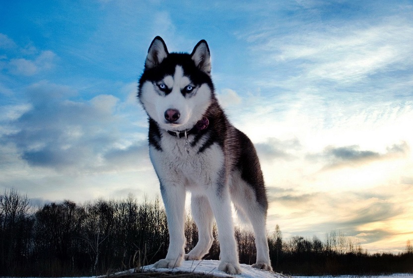 Che Razza è Il Cane Della Pubblicità Di Sky
