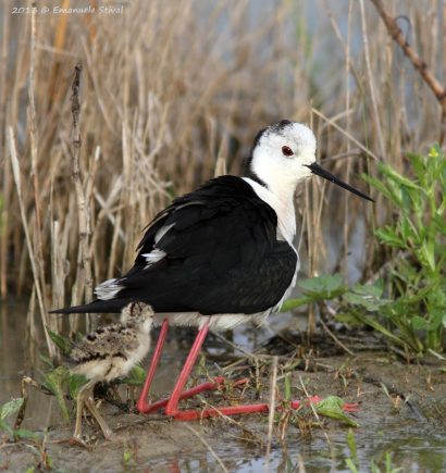 Foto: Emanuele Stival