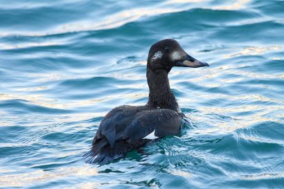 Orco marino (Melanitta fusca) femmina. Foto: Vittorio Puggioni